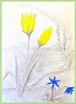 Tulipe sauvage et scille à 2 feuilles / Drawing A wild tulip ans a two-leaf squill
