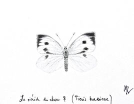 Papillon La Piéride du chou femelle (Pieris brassicae) / Drawing A large white female