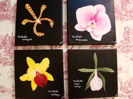 les 4 orchidees