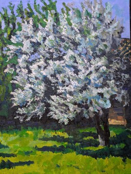 olivier au soleil d'avril