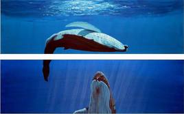 FAUNE : Evolution marine 2