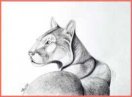 Portrait puma (Puma concolor) / Drawing Mountain lion’s portrait