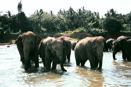le centre de protection des éléphants de Pinnawela au Sri Lanka