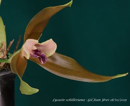 Orchidée de Panama.
