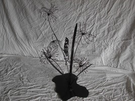 ombelles à l'oiseau