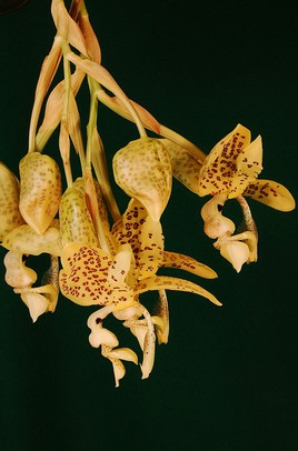 Orchidée du Costa-Rica.