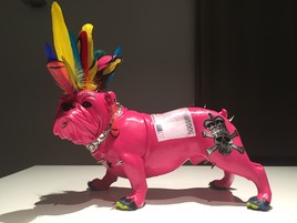 Bouledogue Irokwa pop