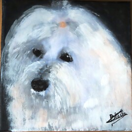 Coton de Tuléar "Cannelle"