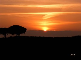 Coucher de soleil au pied des arbres