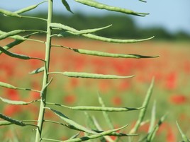 Profondeur de champ 1