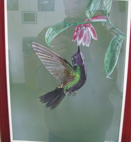 colibri à gorge pourprée mâle