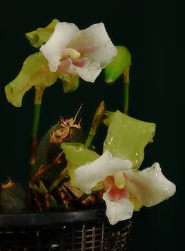 Orchidée du Costa-Rica