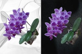 GISELE, MON ORCHIDEE