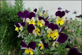 Belles pens&eacute;es !