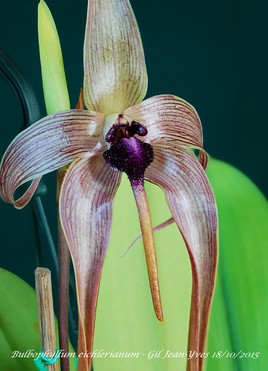 Orchidée de Bornéo