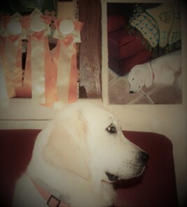 sweet regarde sweet qui dort