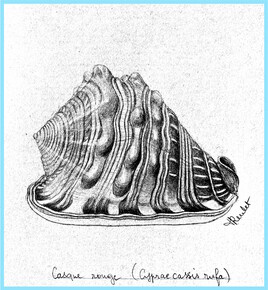 Coquillage Le casque rouge 1/2 (Cypraecassis rua) / Drawing A Bullmouth seashell