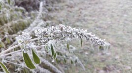 herbe en gel&eacute;e
