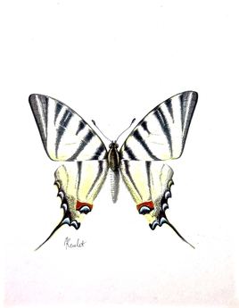 papillon Le Flambé (Iphiclides podalirius)  / Painting : a Scarce Swallowtail butterfly