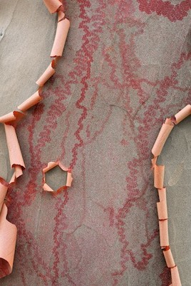 Ecorce du Stéwartia de Chine