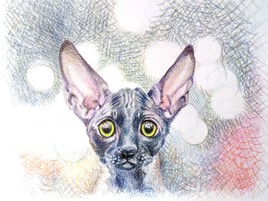 chat sphinx, crayons couleur