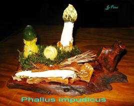 Phallus impudicus