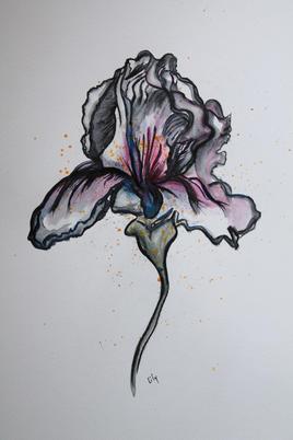 Iris