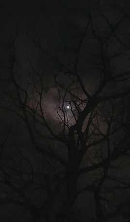 Nuit au clair de lune