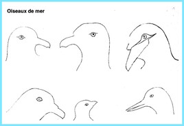 Oiseaux de mer / Drawings of sea birds