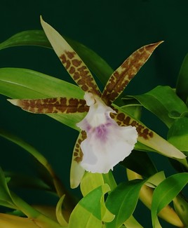 Orchidée du Costa Rica 2