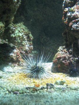 animal aquarium marin