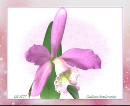 Cattleya harrissoniae - Orchidée