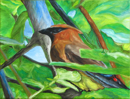 Jaseur d'am&eacute;rique