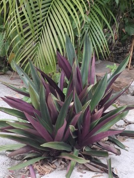 Moise dans le bateau
