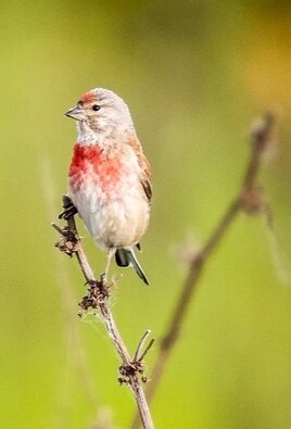 Fio. T&ecirc;te de ... linotte m&eacute;lodieuse.