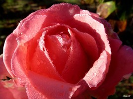 Coeur de rose
