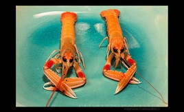 Langoustines
