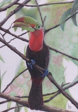Emerveillement au Costa Rica