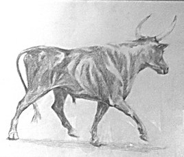 taureau camrgue de profil