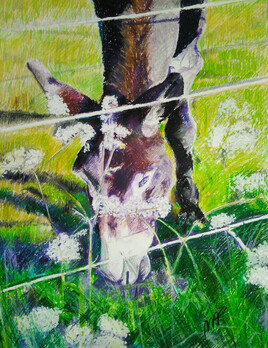 L'âne et la berce des prés