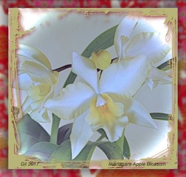 Iwanagara Apple Blossum - Orchidée