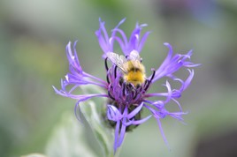 sauvegarde de l'humanit&eacute;