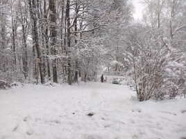 Mon jardin sous la neige