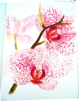 Les orchidées