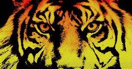 The eyes of the tiger