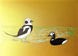 Peinture Oiseau Harelde boréale (Clangula hyemalis) / Painting Bird Long-tailed ducks