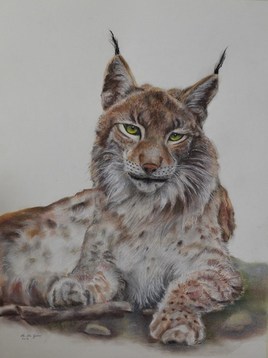 "LE LYNX"
