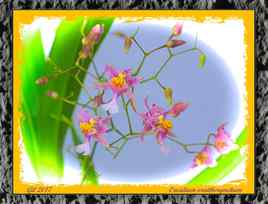 Oncidium ornithorhynchum - Orchidée