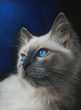 Magnolia, le Chat aux yeux bleu