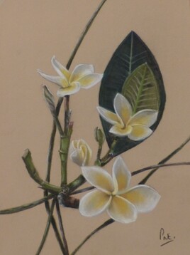 A la rencontre des frangipaniers